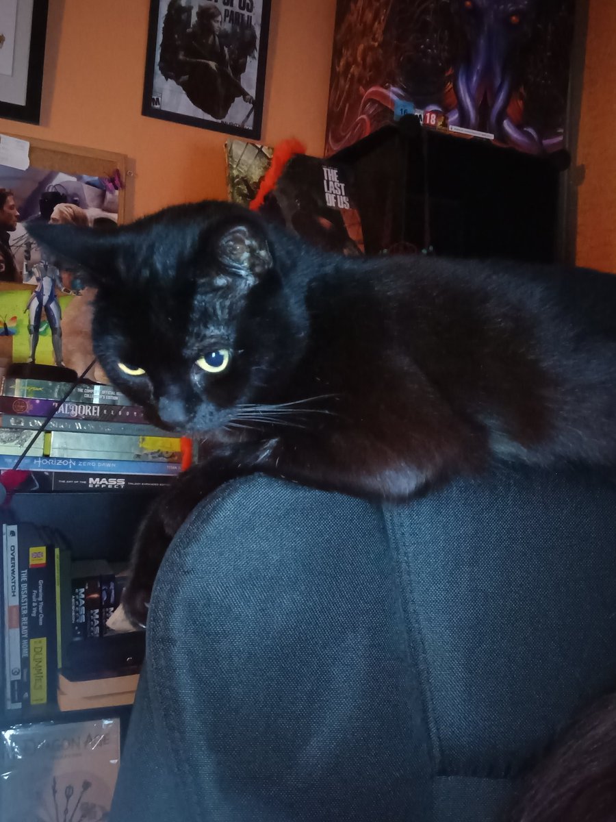 Kat_D2000's tweet photo. @ClaireMax My 2 girls, grey one is 15. Black one is 9. Get better soon chompy! https://t.co/31Tcm9Y5yJ