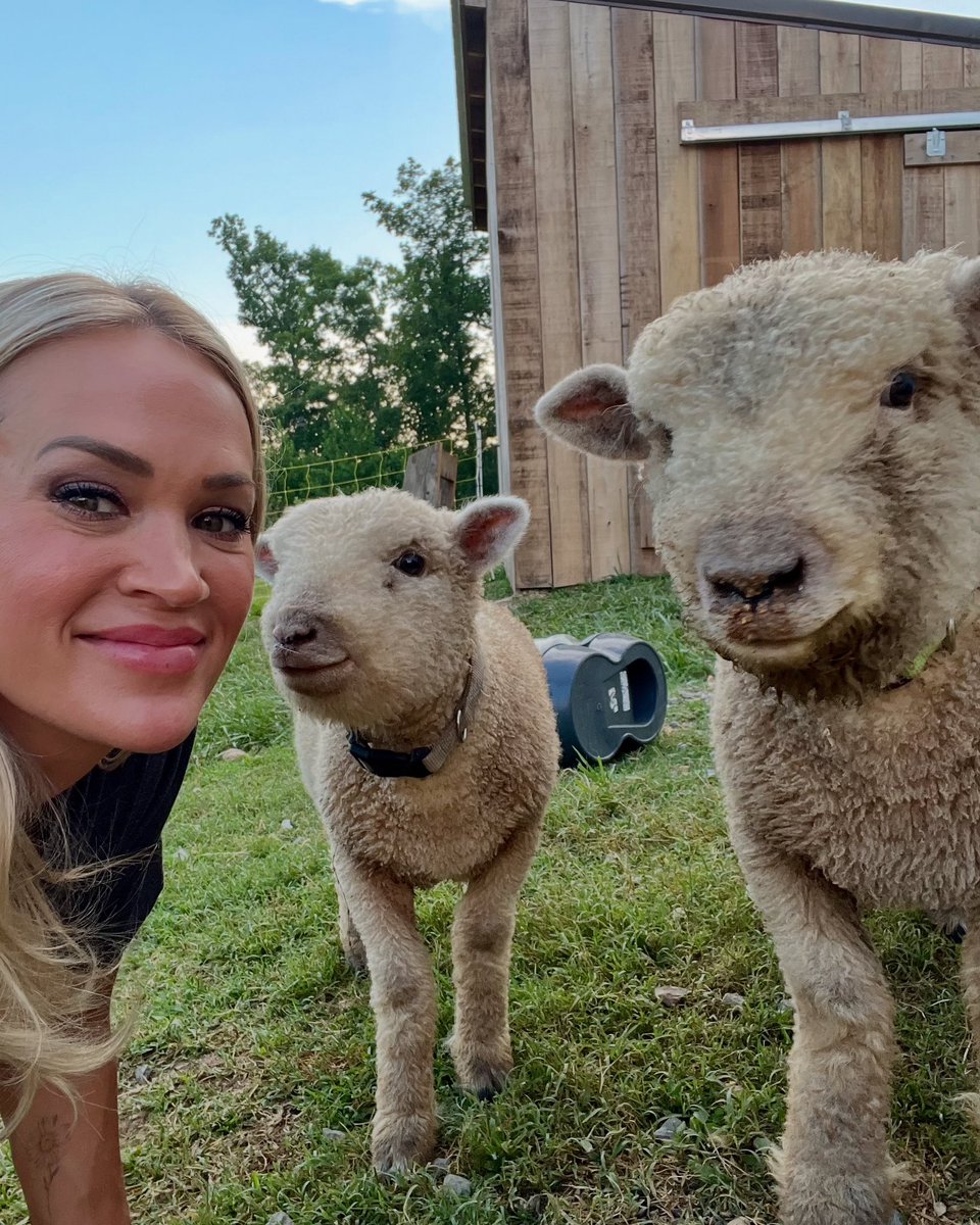 The sheep and I want you to watch <a href="/AmericanIdol/">American Idol</a> tonight. Gary is stubborn and won’t take no for an answer! 🐑  #CUonIDOL #GaryTheSheep
