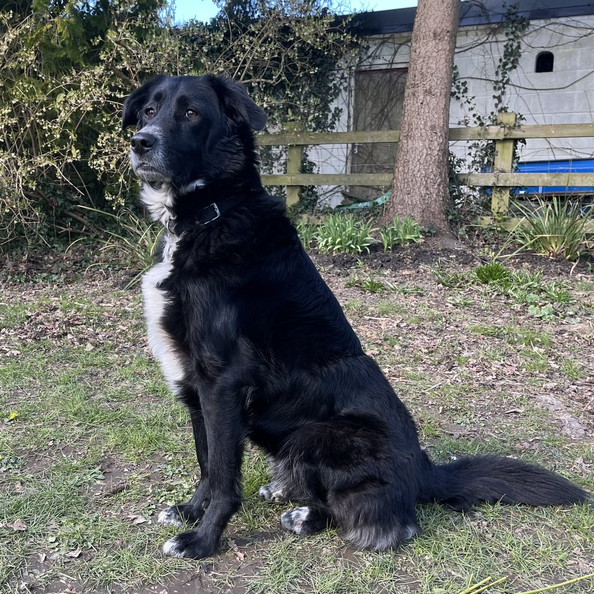 Crohnoid's tweet photo. It has to be said, our #Houdi is a very handsome boy! https://t.co/BE87ZaPyBf