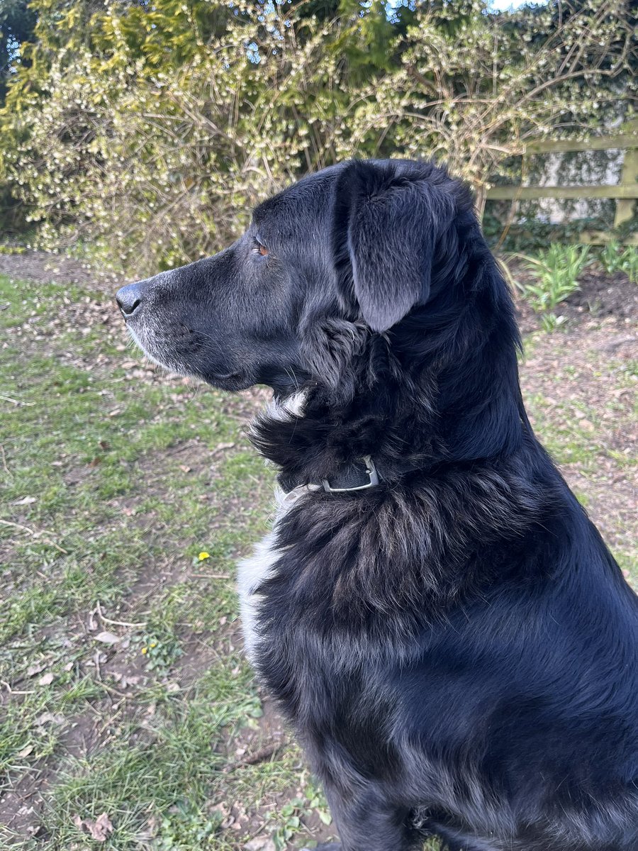 Crohnoid's tweet photo. It has to be said, our #Houdi is a very handsome boy! https://t.co/BE87ZaPyBf