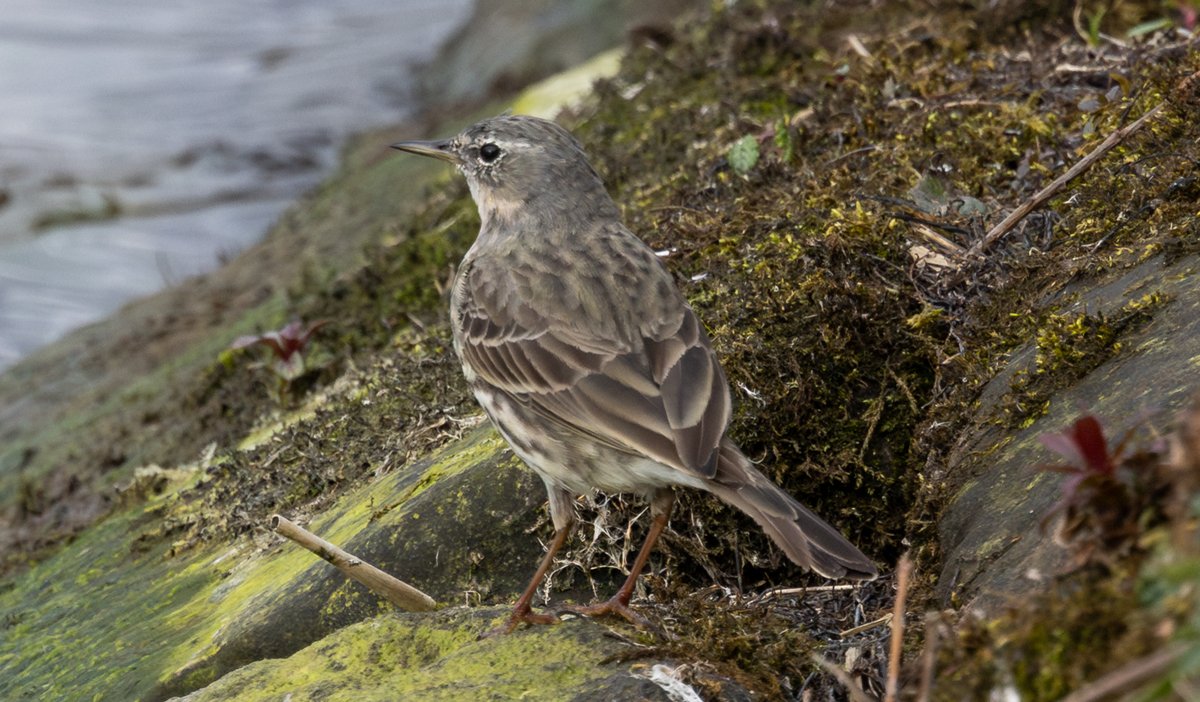 Drake Scaup &amp; Rock Pipit - Elton Reservoir, Bury, Greater Manchester.