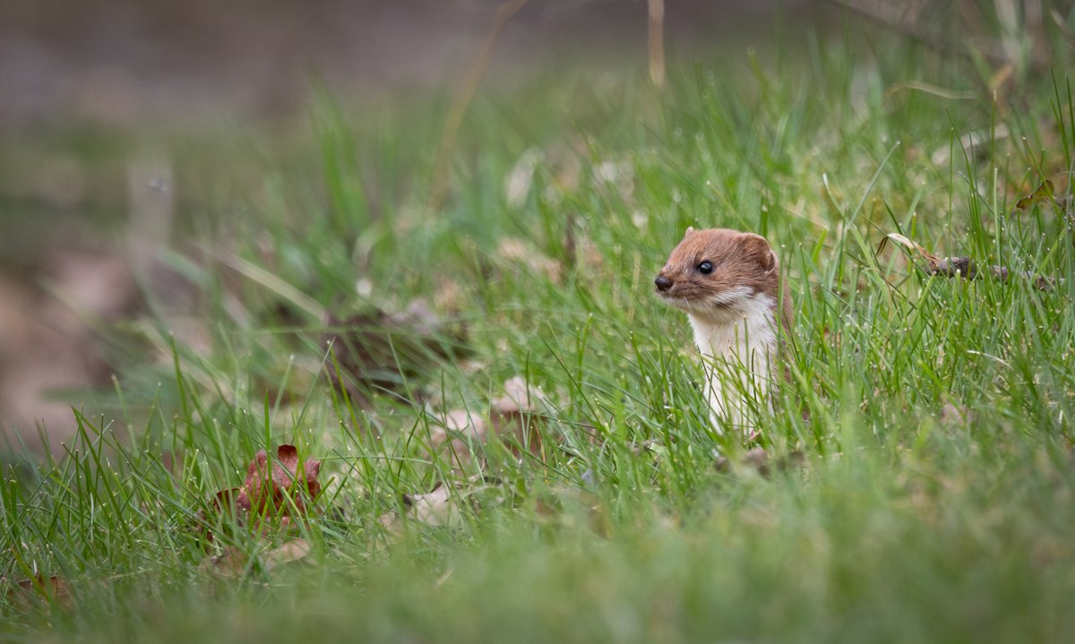 Weasel - Elton Reservoir, Bury, Greater Manchester