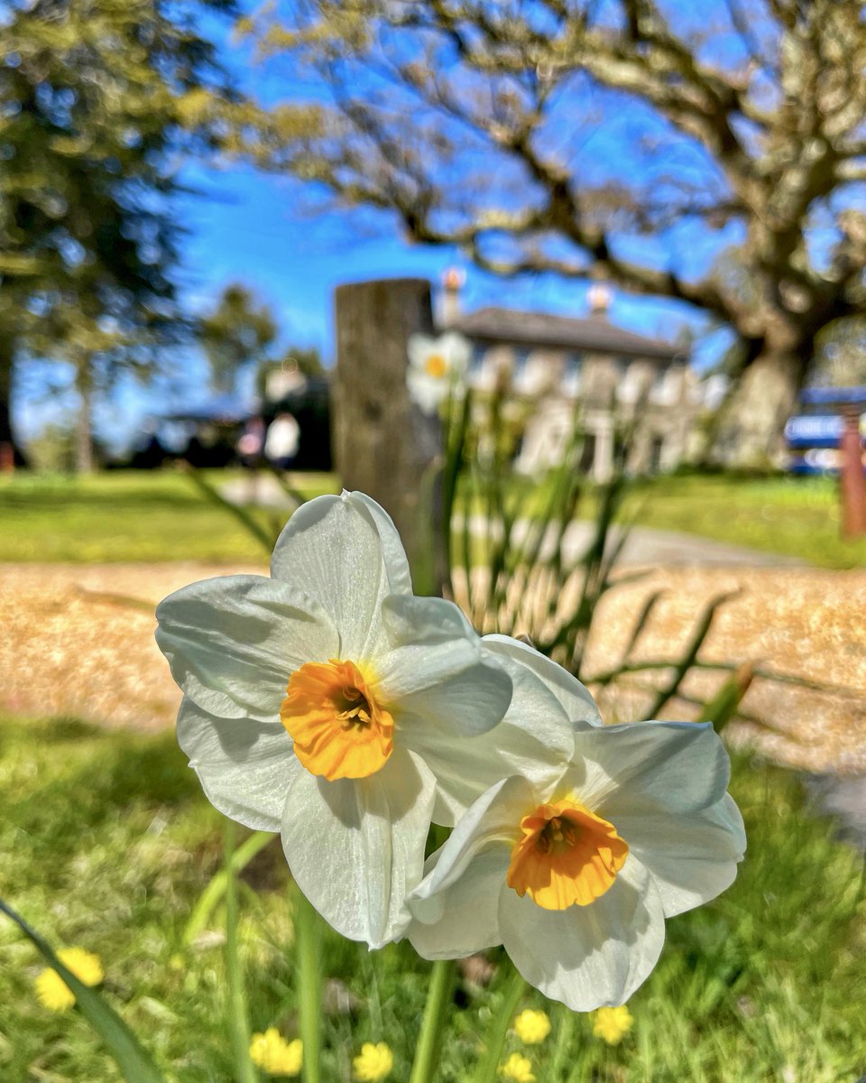 Daffodils 🌼 they bring so much joy 💛#daffodils #parkinsons