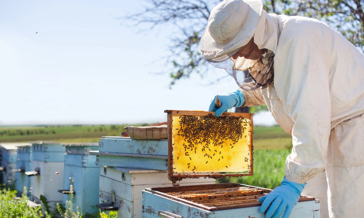 We Are Pollinator Pioneers tweet media