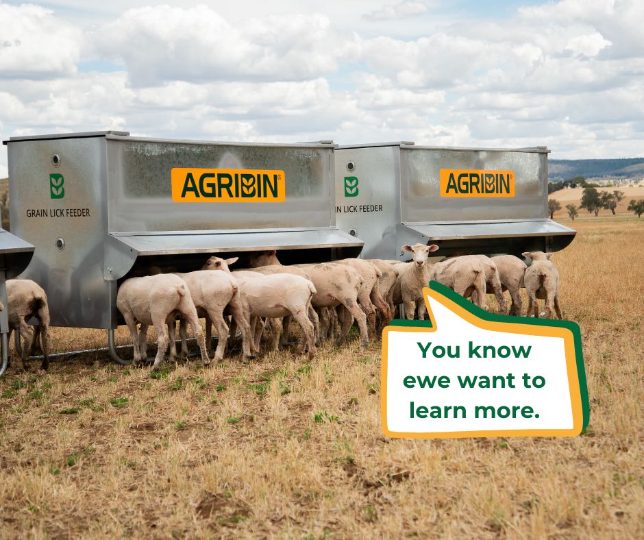 Agribin (@agribin2) on Twitter photo Now is the time to invest in the #๐๐๐ฅ๐๐๐๐ก ๐ฆ๐๐๐๐ฃ ๐๐๐๐๐๐ฅ.
โ
Lick feeder for 100 grain/pellets
โ
Easy to adjust the flow rate
โ
Deep trough to prevent wastage
โ
Folding weather verandahs
Learn more -> bit.ly/3T9nhBO
#SheepFeeder #livestockfeeder Now is the time to invest in the #๐๐๐ฅ๐๐๐๐ก ๐ฆ๐๐๐๐ฃ ๐๐๐๐๐๐ฅ.
โ
Lick feeder for 100 grain/pellets
โ
Easy to adjust the flow rate
โ
Deep trough to prevent wastage
โ
Folding weather verandahs
Learn more -> bit.ly/3T9nhBO
#SheepFeeder #livestockfeeder