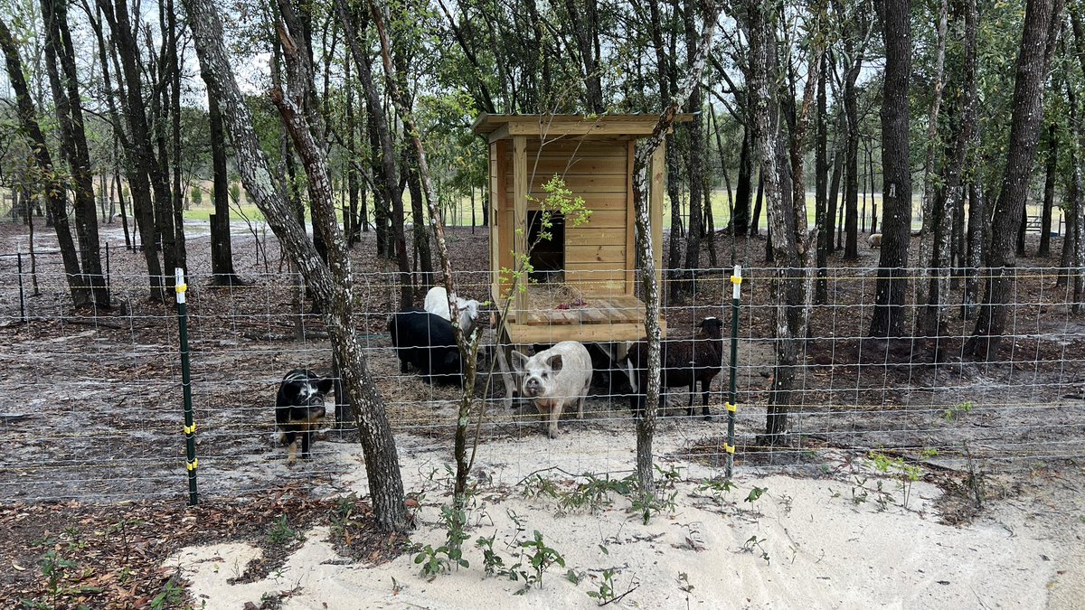 barbiedoll_eyw's tweet photo. All the critters trying to hide from the rain  under the dog house.  It did a number on the front corner  fill for the house 😳 #DogGoneRanch #stemfoundation https://t.co/jaQDL3wwlG