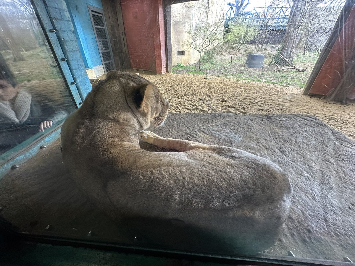 Drlauranelson's tweet photo. London zoo today. https://t.co/CrWuWnZDO2