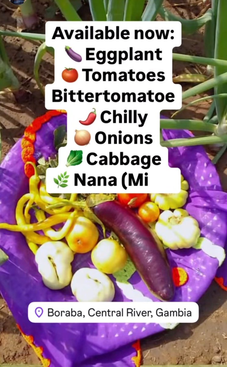 San_Camar's tweet photo. Support "Musolula Gardino" (women horticulturists) by purchasing fresh, organic produce from them... 
Contact:
Sarata Jobarteh +220 331 1479
Sarjo Saidy +220 648 0324
Bente Stachowske (English only) +49 174 7787416
Note: a method is being designed to pay through WAVE for delivery https://t.co/vbrpK8Czmi