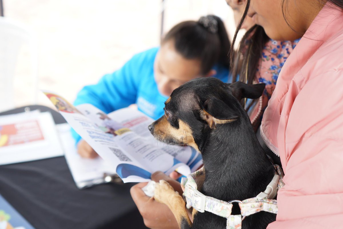 ipybac's tweet photo. ¡Celebramos los 251 años de @AlcSubachoque con bienestar animal! Acompañamos a la Alcaldía con desparasitación y vitaminización para perros y gatos, además de entregar alimento. Desde #IPYBAC, seguimos trabajando por el #BienestarAnimal de #Cundinamarca. 💙🐶🐱 https://t.co/uTwSsIedLp