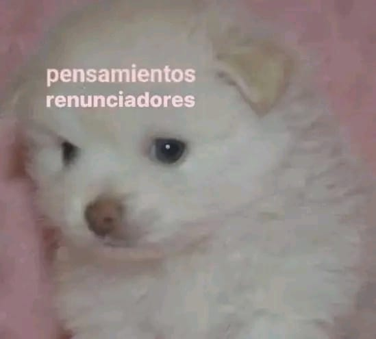 nacional_memes's tweet photo. “Me regaña el jefe ”
Yo 🐱: https://t.co/d18BuP5RDp