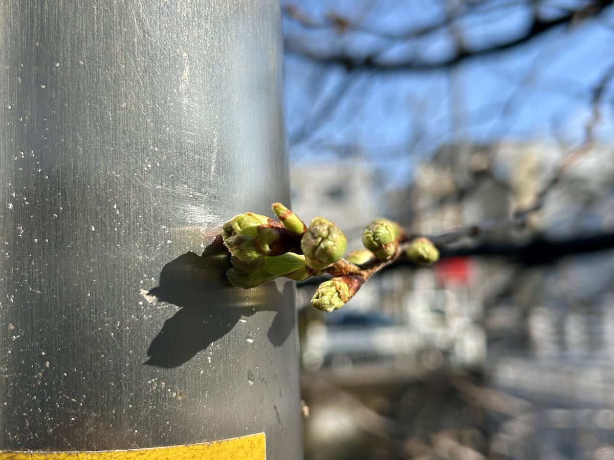 相変わらず、ほとんど開花していない状況ですが、開きそうな蕾が見られるようになってきました♪

＊-＊-＊-＊-＊-＊-＊-＊-＊-＊-＊-＊-＊-＊-＊-＊-＊-＊-＊-＊
桜ライトアップ　3/21～4/3
サクラマルシェ　3/22　13時～19時
itabashi-kanko.jp/pickup/detail?…