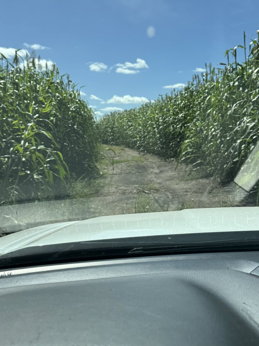 Aprovechando el tiempo lindo se avanza en cosecha de sorgo mientras esperamos por la soja. El silero se va a aprontando. Recientemente se culminó la cosecha de maíz , los periodos de cosecha se alargan con más cultivos y generan mucho más actividad .