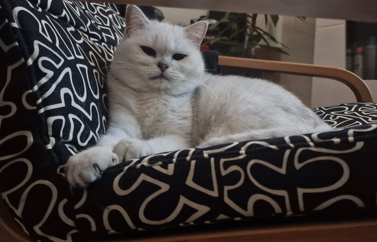 Ich war lange abwesend….wie sehr habt ihr mich vermisst?🤭 
Bereit mal wieder ein paar weiße Burschen auf die Knie zu zwingen, ihr ganzes Geld zu nehmen und mich selber zu unterhalten😽 

NWO mohrenkopf geldsklave geldherrin Zahlschwein wewuzgeldherrinnen findom