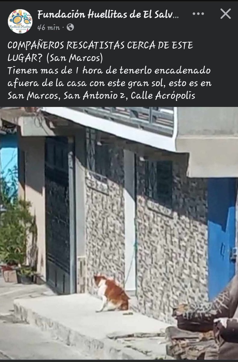 peludos_sv's tweet photo. Alguien que este cerca lo pueda auxiliar ya que luego que no está @ibaelsalvador piensan no hay ley ayuda @nayibbukele por caso así @_EliCas_ @_ComandoJaguar @AkiroHiroshi_96 @AlTopeyPunto198 @ApadrinaColitas @Beryz10 @CALEMANR @chamaguaJR @lucerolunasol @zamoronperez https://t.co/PpDM045dYa