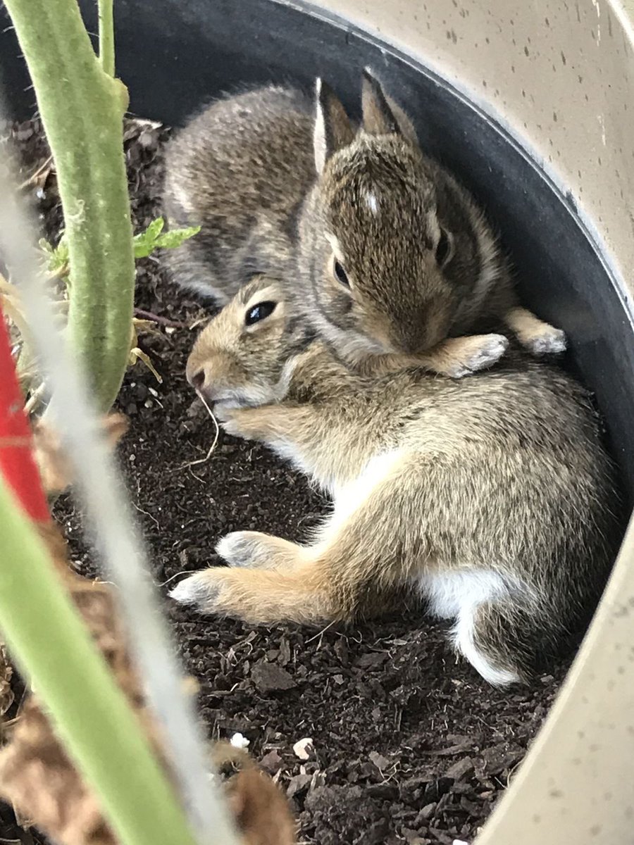 Bunnies (@bunnies) on Twitter photo 