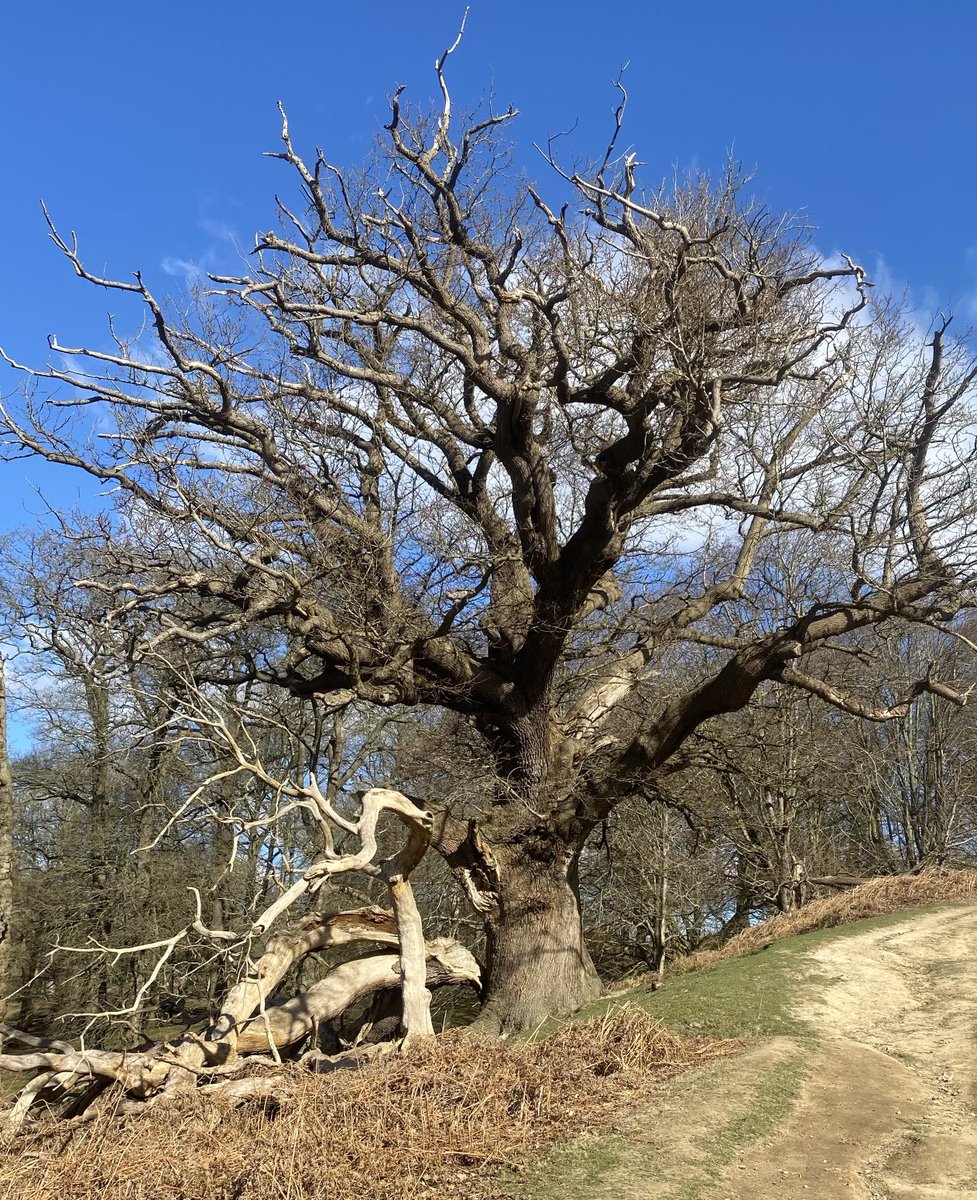 #treeclub. Knoll park