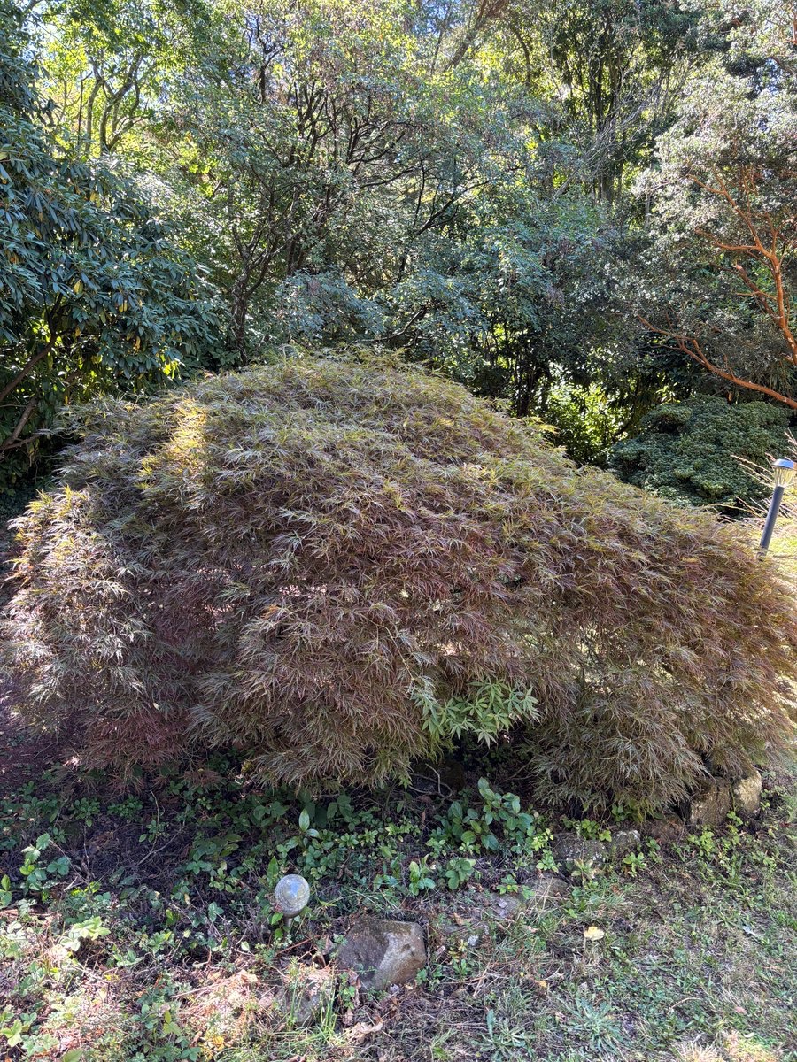 japan_in_mel's tweet photo. Can you guess how old this 🇯🇵maple tree🍁 in Mount Macedon is? It was a gift from the first Japanese Consul in Melbourne, who was interned here during the WWII, to thank the landowner after the war. Thank you to @MacedonRangesSC for sharing this great story with CG Furuya! https://t.co/WV9SMPNOTE