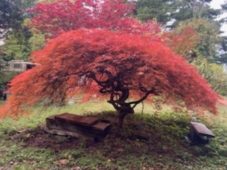 japan_in_mel's tweet photo. Can you guess how old this 🇯🇵maple tree🍁 in Mount Macedon is? It was a gift from the first Japanese Consul in Melbourne, who was interned here during the WWII, to thank the landowner after the war. Thank you to @MacedonRangesSC for sharing this great story with CG Furuya! https://t.co/WV9SMPNOTE