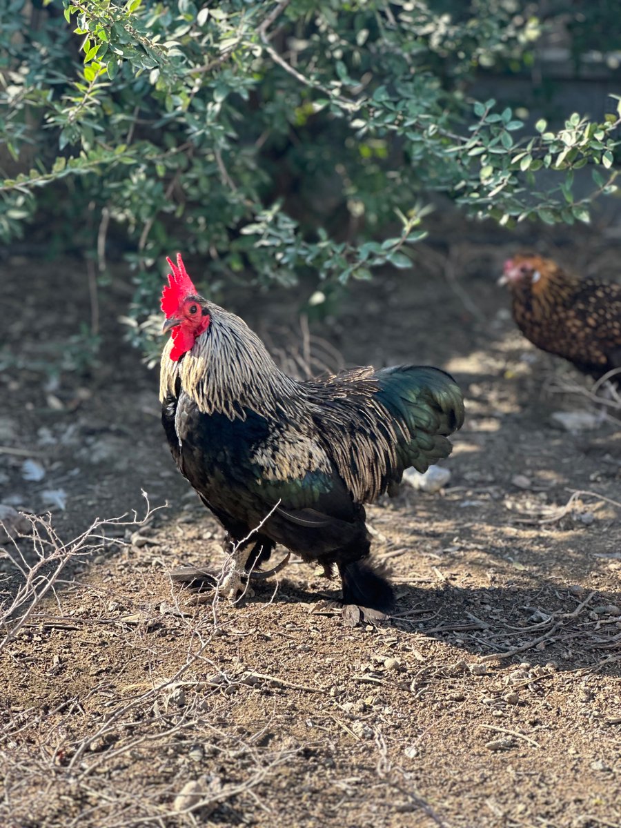 ÖzkaN KoNaK tweet media