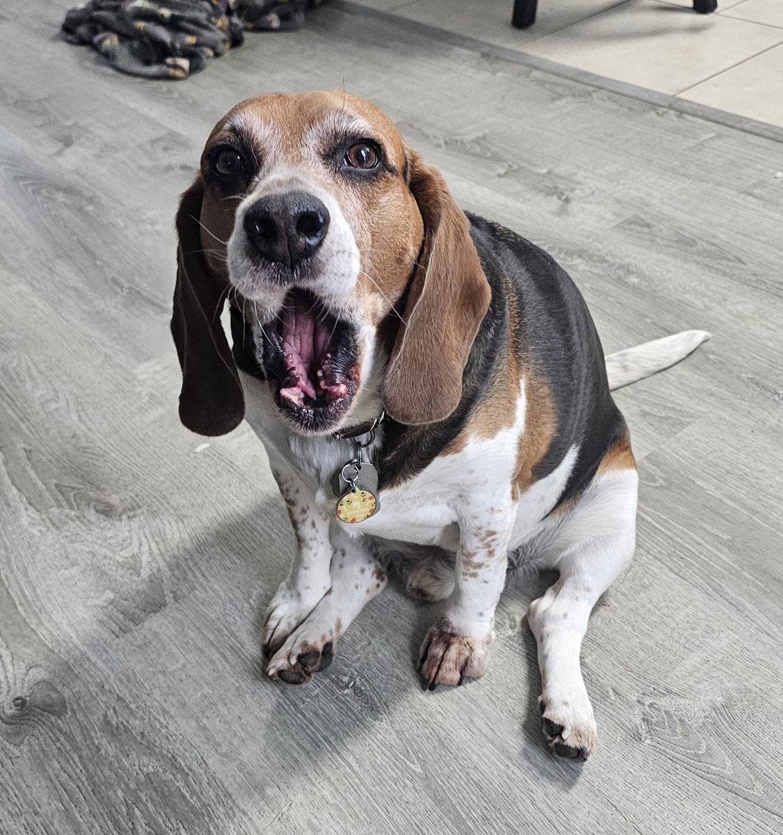 Just letting my Hooman know VERY VERY LOUDLY that I want my dinner a half hour early because I'm Super @$%&amp;! #Hangry &amp; it just so happens to be Super Hangry Sunday, and I am the #HangryBeagle.....I WANT FOOOOOOOOOD NOOOOOOOOW!