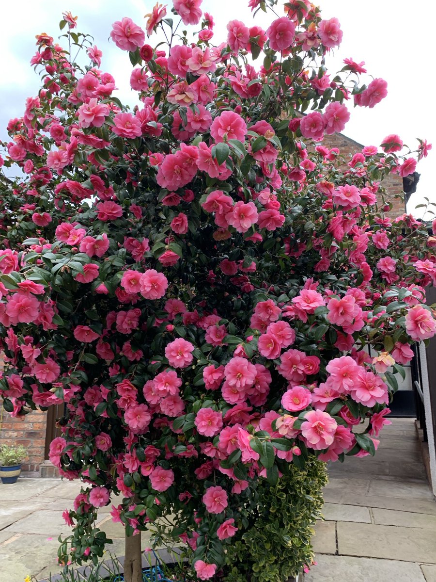To admire this beauty you must visit Knutsford Heritage Centre Thursday/Friday or Saturday 11am to 4pm. Say I sent you!