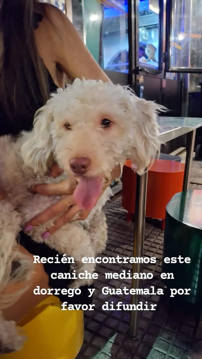 🐕 PERDIDO AHORA EN PALERMO | RT POR FA