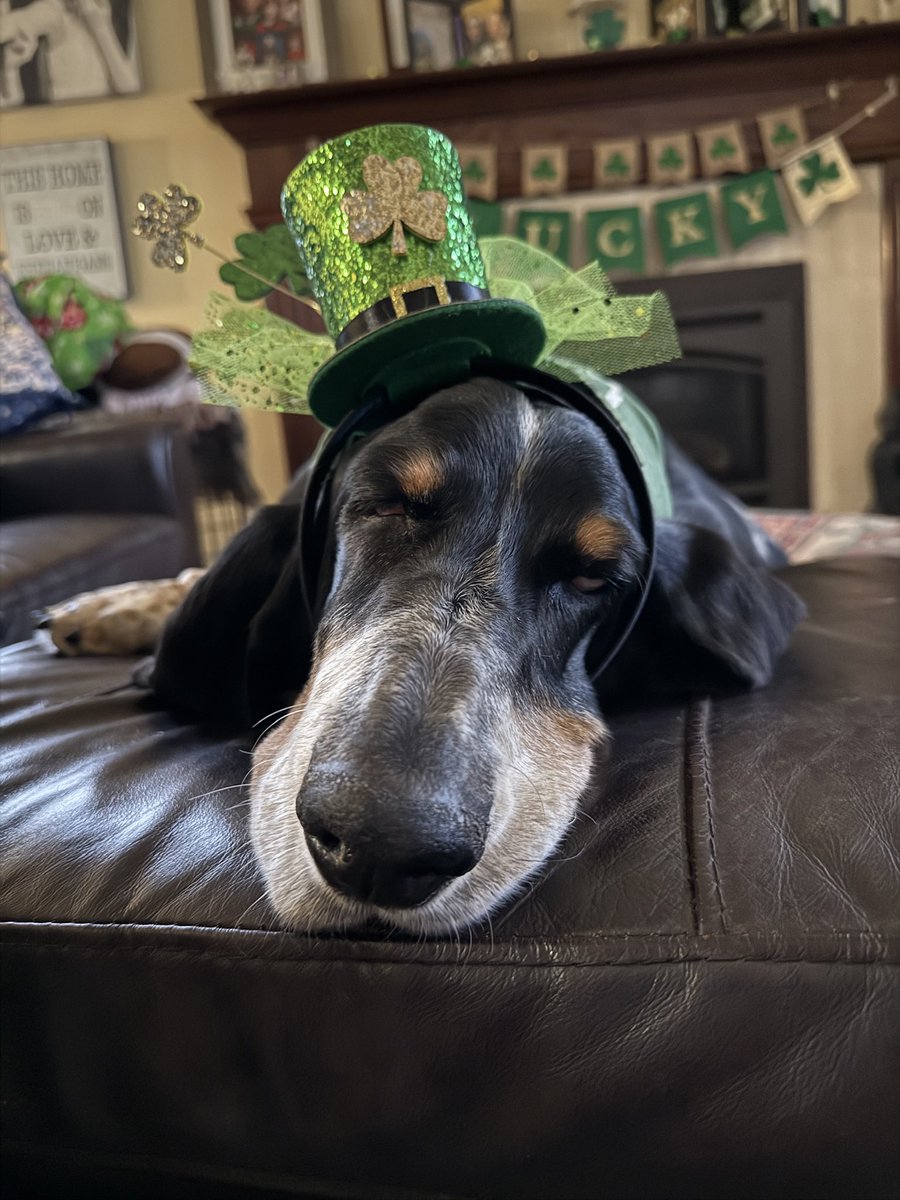 Bubba the 80 pound hound tweet media