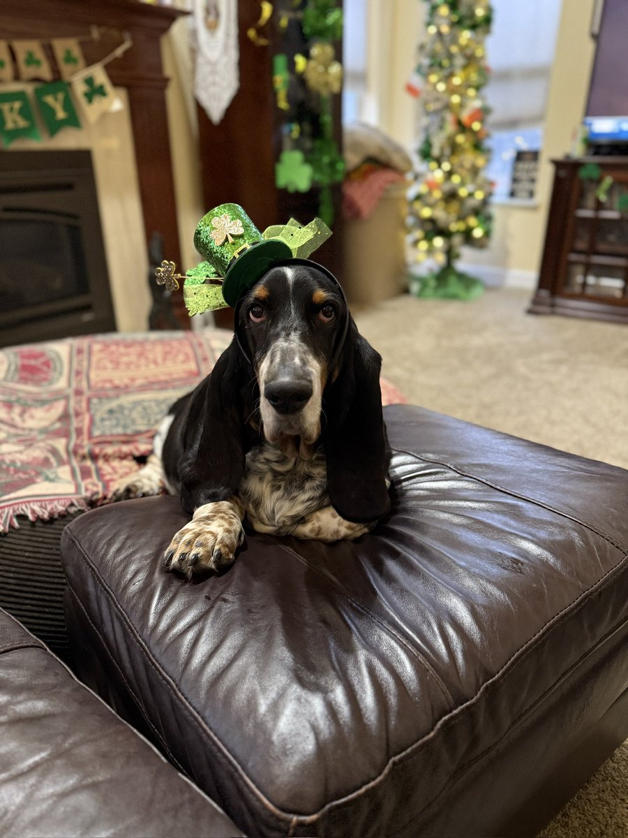 Bubba the 80 pound hound tweet media