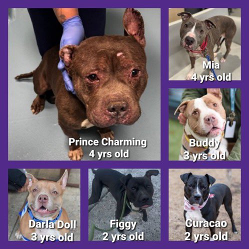 MoishesMom's tweet photo. NYCACC  Kill 💉 List 

1️⃣2️⃣ Precious beings who don’t deserve 2️⃣die 💉alone w/strangers…death all around…others barking &amp; escalating in their kennels  😭

🆕 York—stop dumping your pups -  the entire  🌎 is watching 👿

#FostersMakeRescueHappen 

Pass it on 🚫#DeathRowPups🙏🏻 https://t.co/AU7IkymYsT