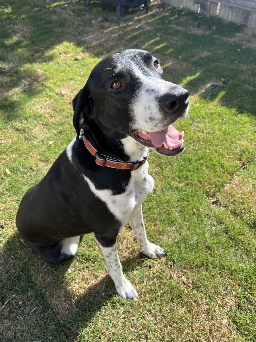 DrGuthrieTweets's tweet photo. So this “Lucky” boy was found this weekend in Oakwell farms. Harry Wurzbach &amp; 410 area 

Extremely well behaved, house trained, gets along great with Gus. Seems healthy

He needs a good home

Let me know if you know him or would like to adopt

Please share until he finds his home https://t.co/sXJsl2qssA