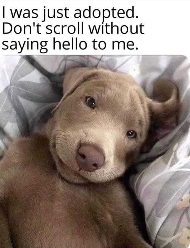 Tweets of Dogs tweet media