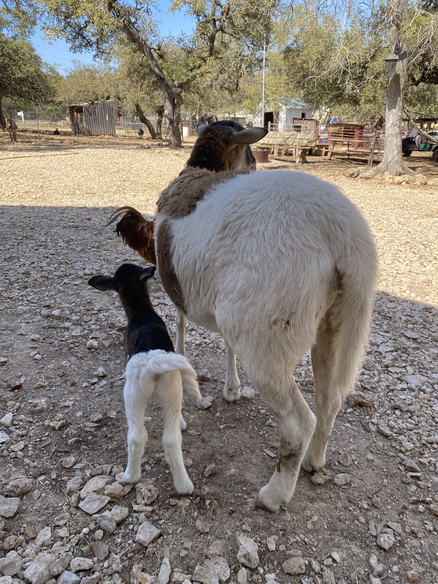 FluffyBottomsFarm tweet media