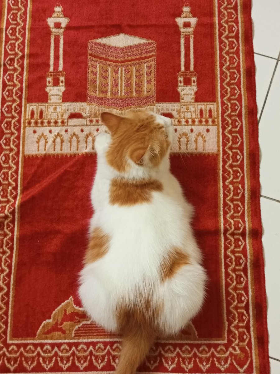mediocreoboy's tweet photo. Alahai anakk😂berlari ye dia landing atas sejadah tadi pagi https://t.co/Rc29uK60lY