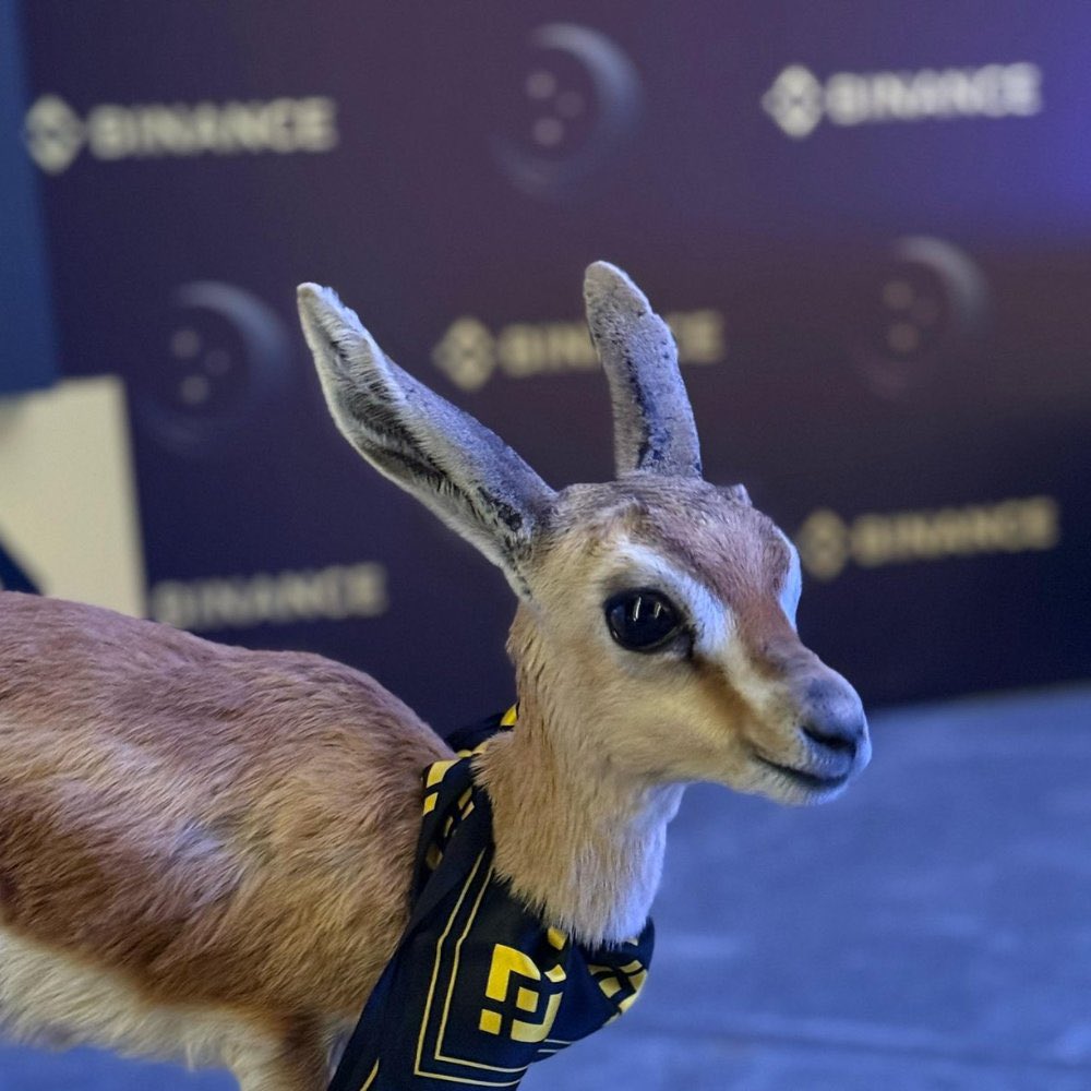 $Bambi 币安鹿，在币安活动上出现的一个动物，追了点，尝试动物角度能不能在Bsc活下来

0x43e36a35d22636944ec4ec46cab358a2a4dcd321