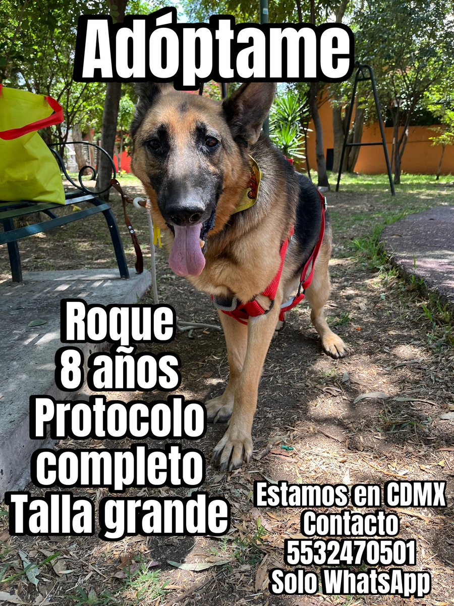 Roque lleva un año esperando ser adoptado 🥺