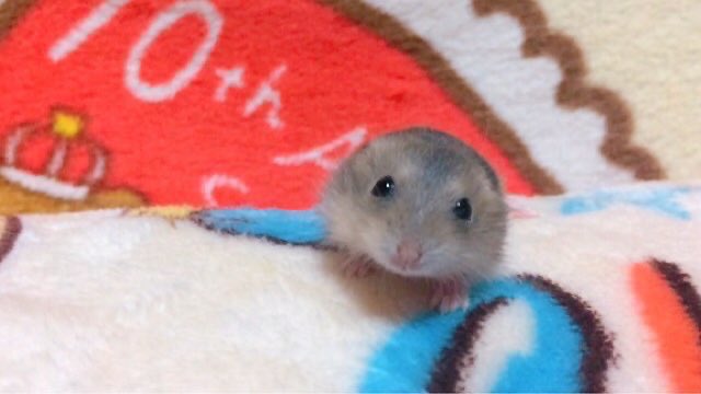 andorinarina's tweet photo. 強風オールバックじゃよ https://t.co/i3UrONITuy