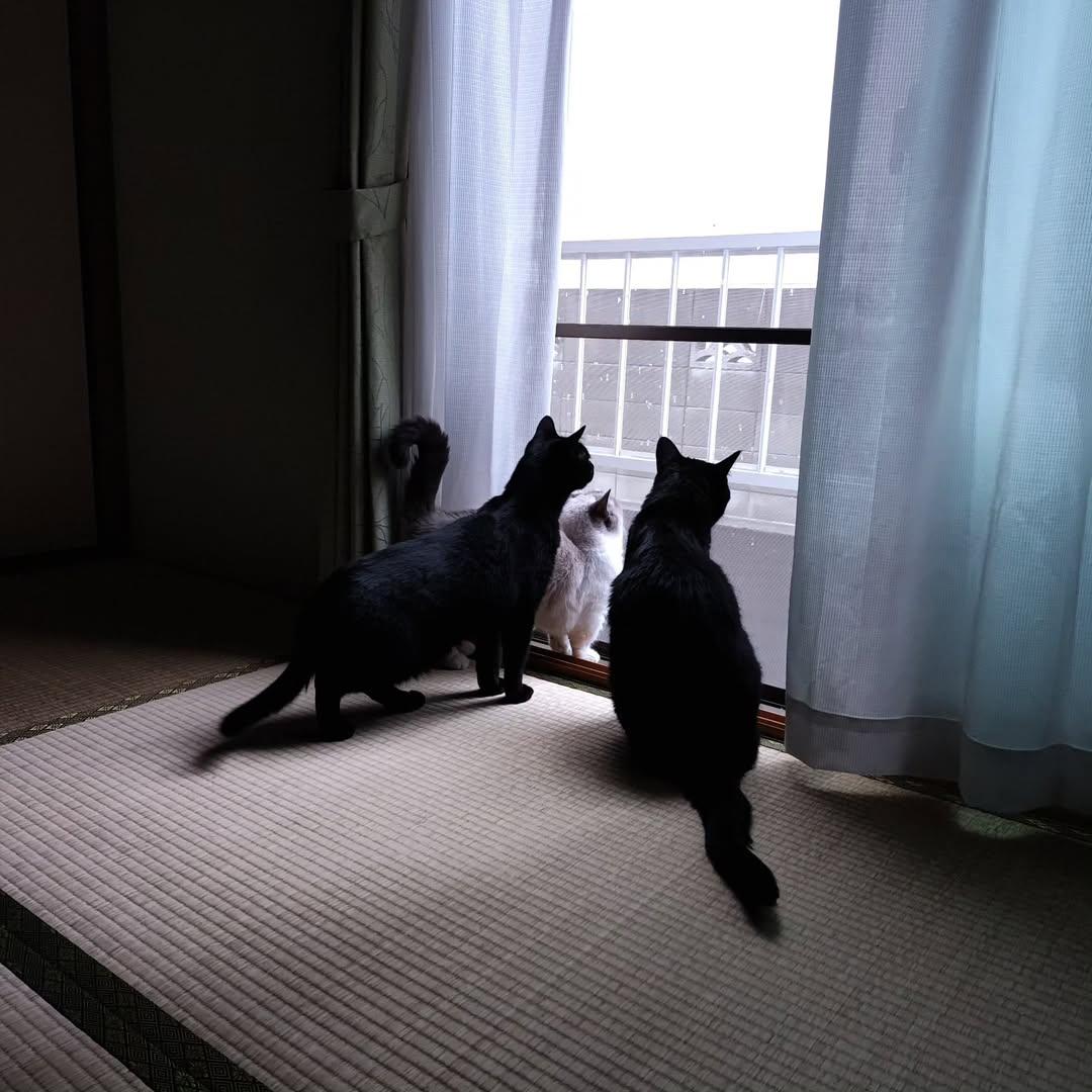 manny_253's tweet photo. シャルちゃん四十九日

生まれ変わったらまた家においで
クロロもフェイも待ってるよ

#黒猫 #blackcat #マンチカン #munchkincat #四十九日 https://t.co/Axq9LzQmmP