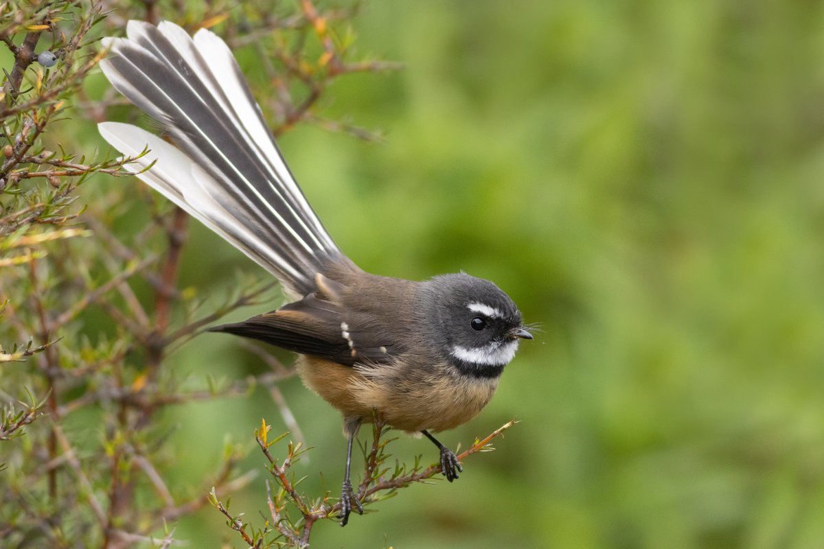DrPaulSorrell's tweet photo. A pīwakawaka (NZ fantail) adjusts its balance on a coprosma twig.
#birdphotography #TwitterNatureCommunity #birds #nzbirds #wildlifephotography #NaturePhotography #BBCWildlifePOTD #ThePhotoHour #PhotoOfTheDay #BirdsSeenIn2025 #OrokonuiEcosanctuary #Fantail #Pīwakawaka #NZFantail https://t.co/UrDxufk7DK