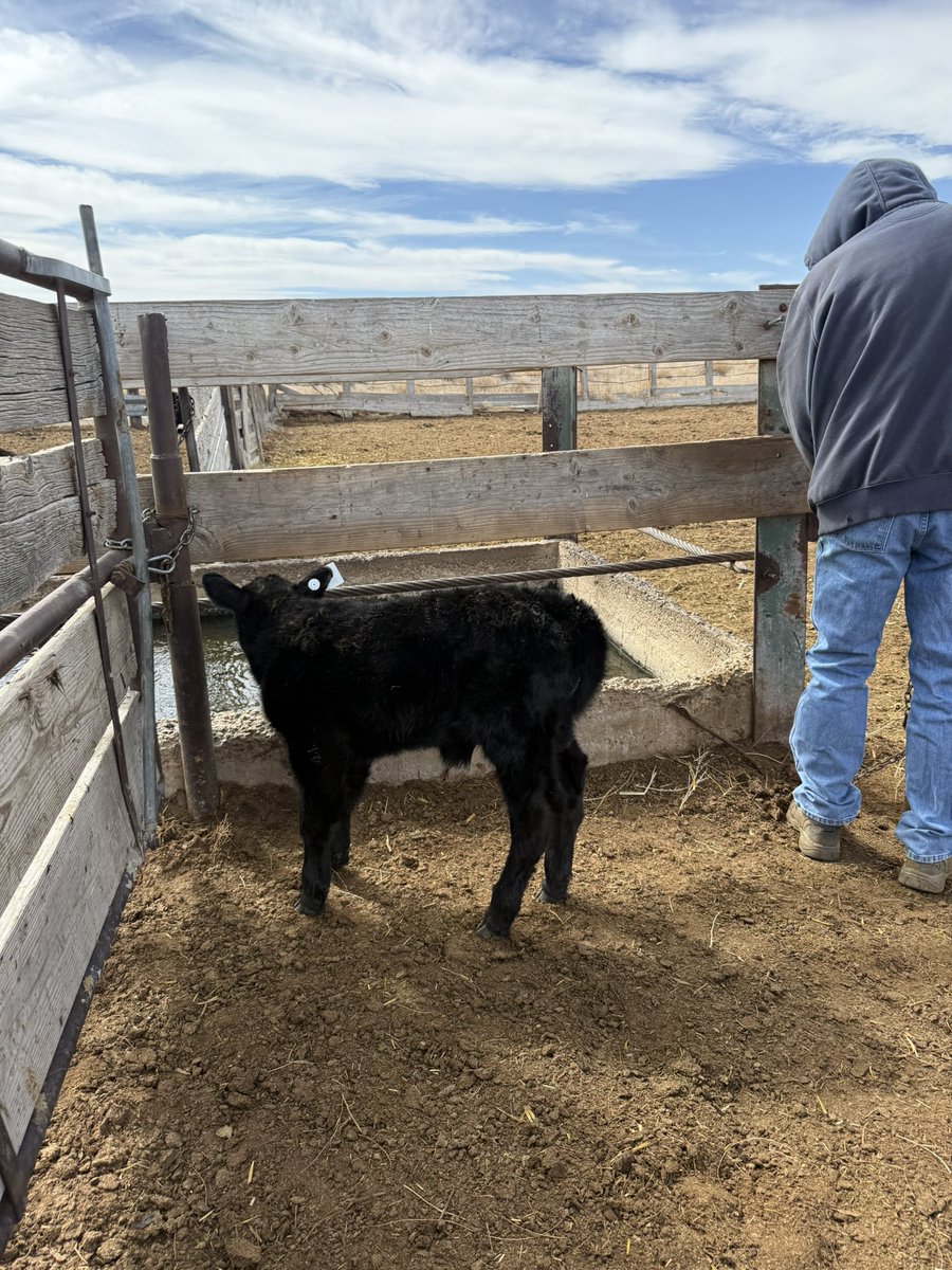I know it takes 2 but a low birth weight bull? Hfr and at least 125 lb baby r fine