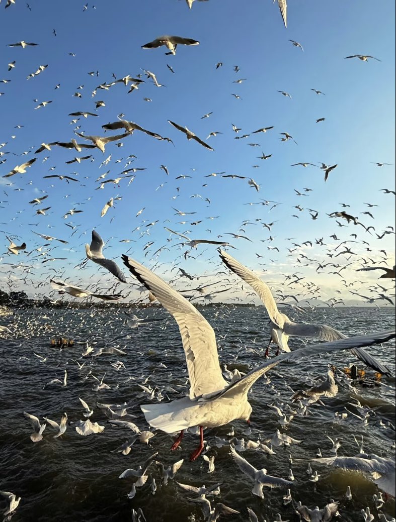 jinluperlayan's tweet image. This winter, immerse yourself in a magical encounter. As you hold out food, seagulls swoop in gracefully. 
Whatsapp: +86 15231539236
Wechat: 15231539236
Email: jinluts@gmail.com
#sandmakingmachine #limestone #machinemadesand #constructionsand #sandmakingmachinemanufacturer
