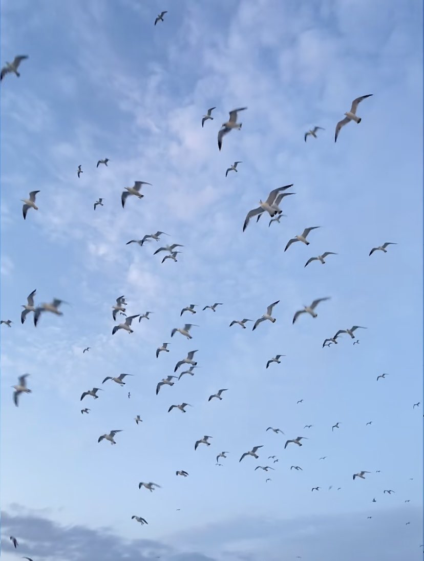 jinluperlayan's tweet image. This winter, immerse yourself in a magical encounter. As you hold out food, seagulls swoop in gracefully. 
Whatsapp: +86 15231539236
Wechat: 15231539236
Email: jinluts@gmail.com
#sandmakingmachine #limestone #machinemadesand #constructionsand #sandmakingmachinemanufacturer