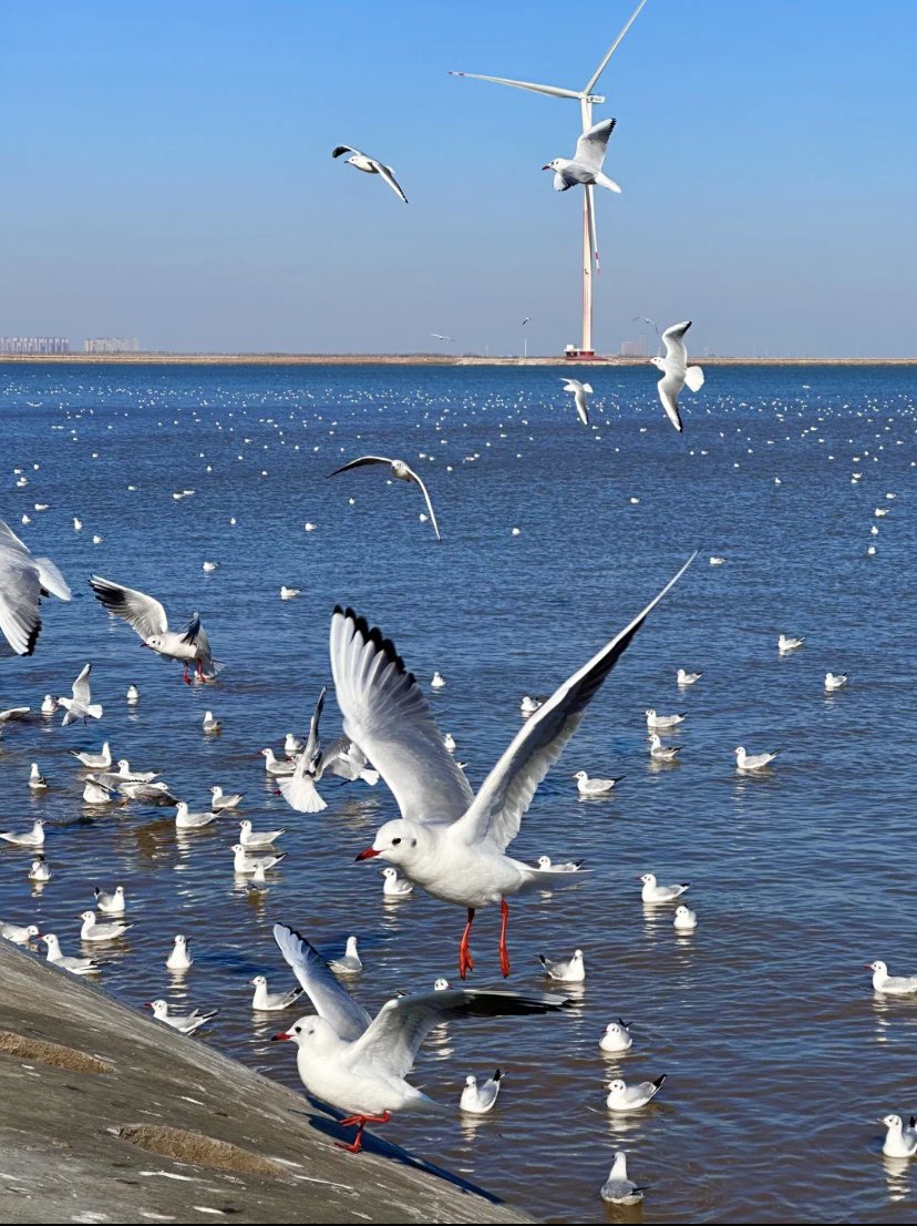 jinluperlayan's tweet image. This winter, immerse yourself in a magical encounter. As you hold out food, seagulls swoop in gracefully. 
Whatsapp: +86 15231539236
Wechat: 15231539236
Email: jinluts@gmail.com
#sandmakingmachine #limestone #machinemadesand #constructionsand #sandmakingmachinemanufacturer