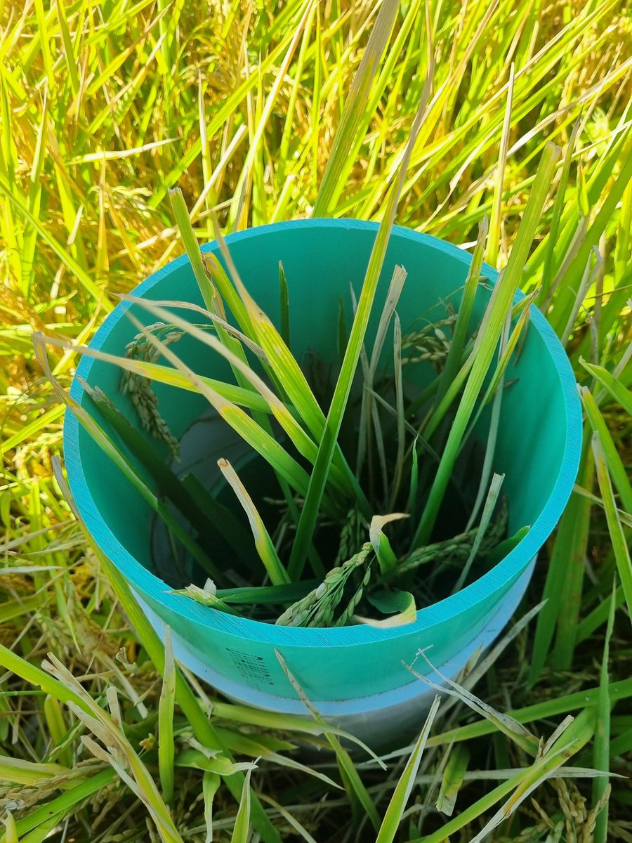 Associate Professor Wendy Quayle tweet media