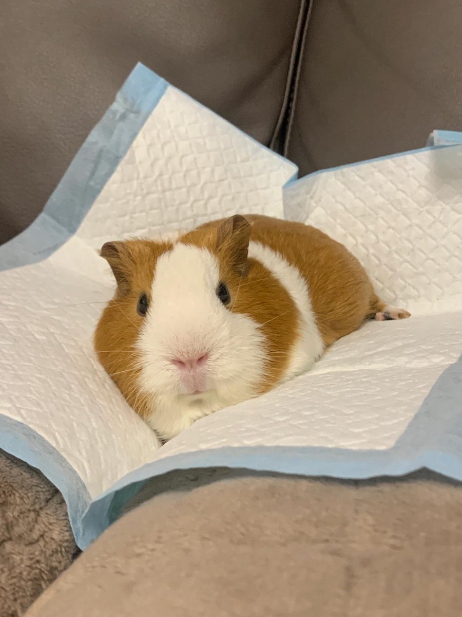 RubyStork's tweet image. The joyful moments of our pet mouse, truly heartwarming 🐭😊