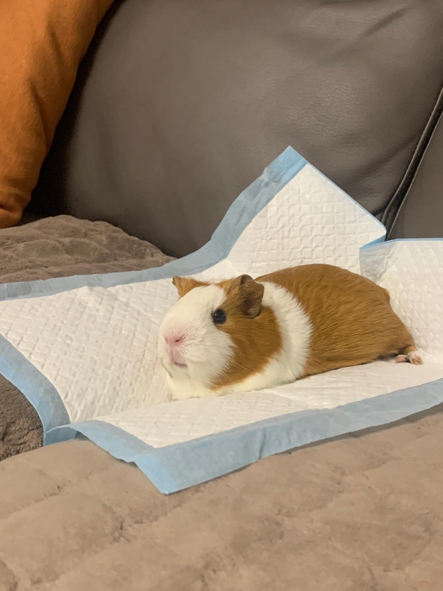 RubyStork's tweet image. The joyful moments of our pet mouse, truly heartwarming 🐭😊