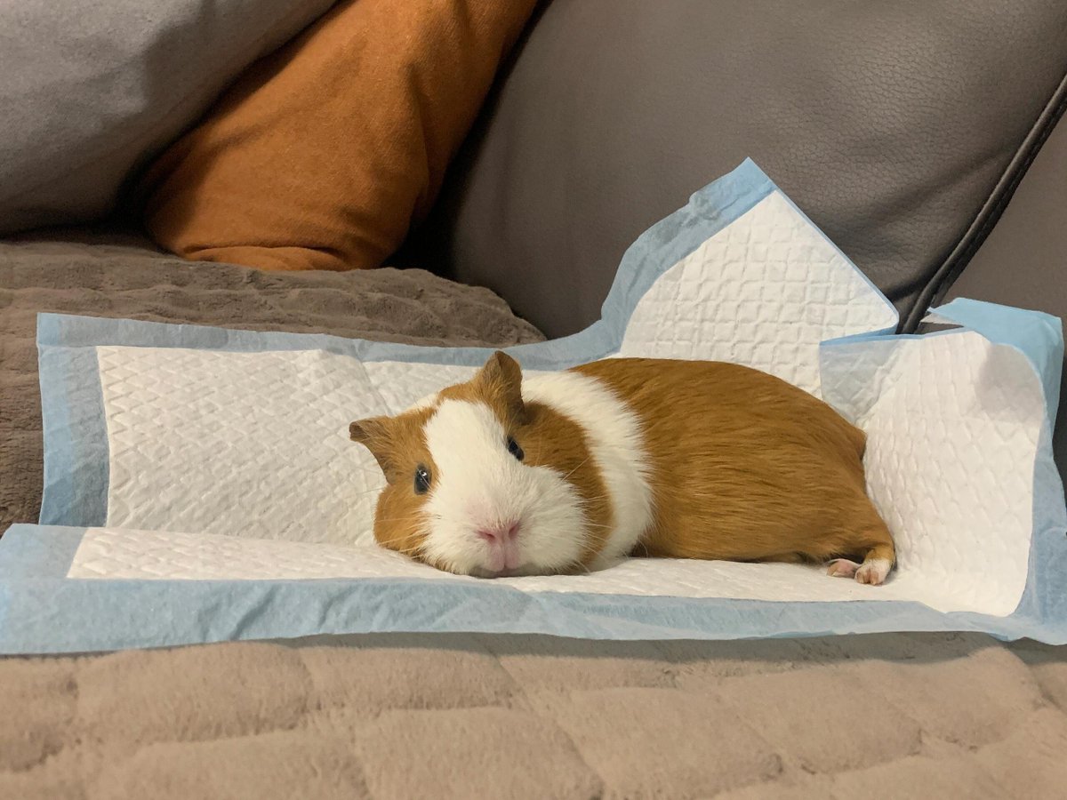 RubyStork's tweet image. The joyful moments of our pet mouse, truly heartwarming 🐭😊