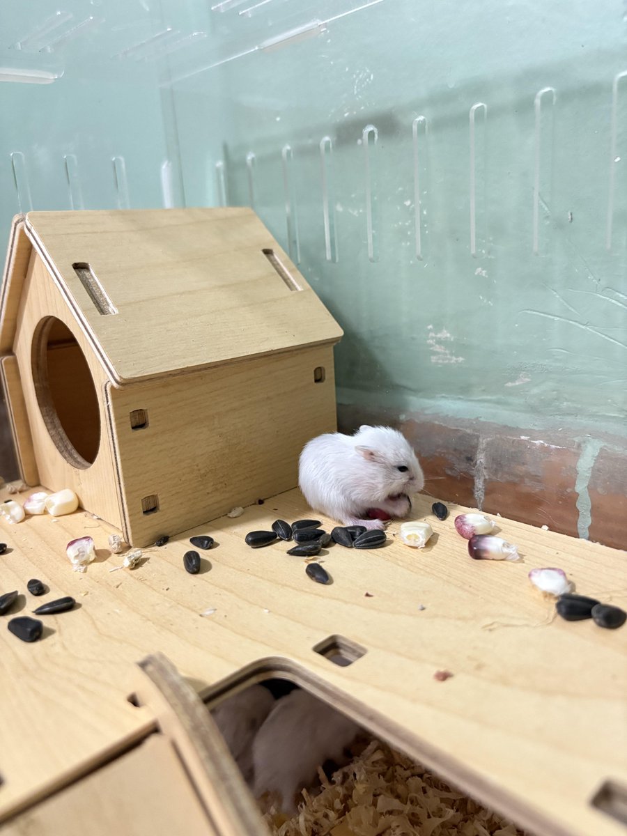 A symbol of peace, the little moments of our pet mouse 🐭🌸