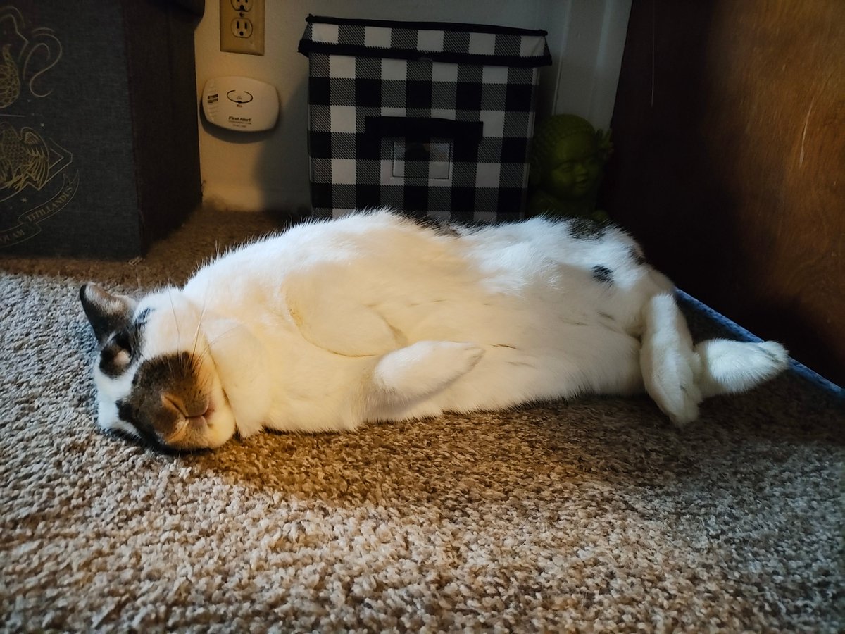 ZiggyWearsHats's tweet photo. It's an honor to share a home with her. https://t.co/uUuJfIXEhI