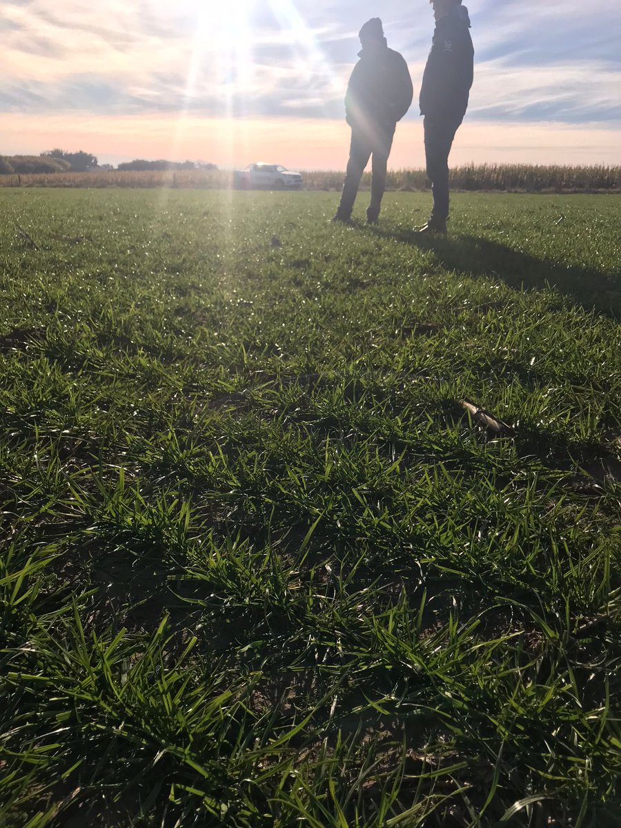 <a href="/Angeles20_5/">Angeles</a> Uruguay, colonia. Raigras perenne 4 max de GENTOS. Muy bueno. !! El verano hay que cuidarlo de no arrasarlo. Funciona muy bien en mezcla con lotus y rojo.( R 18 kg-L7 kg-R 4 kg). Con alfalfa lo ahoga mucho al raigras. A las órdenes.💪