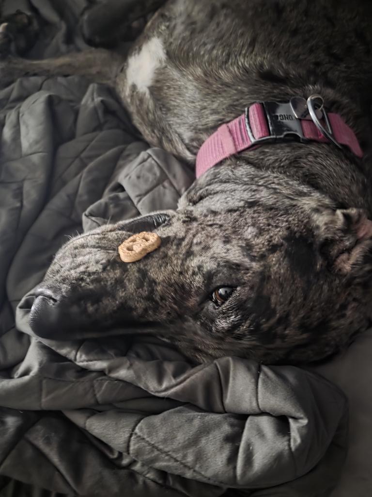 My dog wanting a treat but being too lazy to get it is a WHOLE MOOD